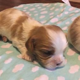 Cavalier King Charles Spaniel Puppies from Sophie’s AKC Cavaliers
