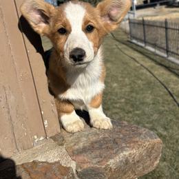 Milo - Red male Pembroke Welsh Corgi puppy in Great Bend, Kansas from Mak-N-Hay Farms