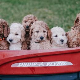 Aussiedoodles, Bernedoodles, and Goldendoodles from Doodles & Danes
