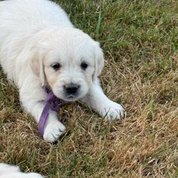 Female - Light golden female Golden Retriever puppy in Tacoma, Washington from Canyon Meadows Farm
