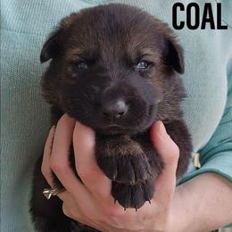 COAL - Sable male German Shepherd puppy in Harwood, Maryland from Reddington Shepherds