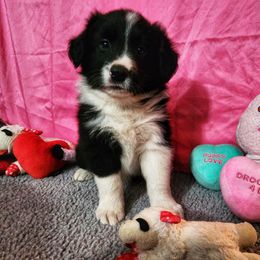 Ladon - Black Border Collie puppy in Orlando, Florida from Beyond City Lights