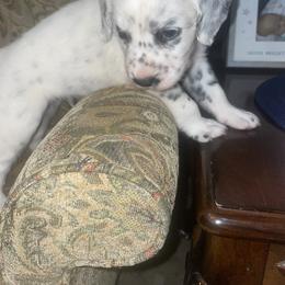 Dalmatian Puppies from Clarks 101 Dalmatians