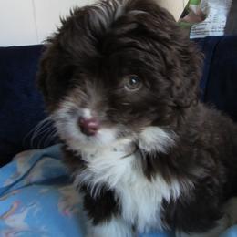 Fendi Sue - Black and white female Aussiedoodle puppy in Warrensburg, Missouri from Booty Shaker Toy and Miniature Poodles and Aussies