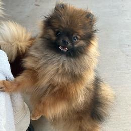 Juniper - Orange sable male Pomeranian puppy in Queen Creek, Arizona from Perfect Poms