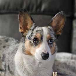 Stella - American Corgi