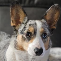 Stella - American Corgi