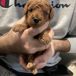 Cavapoo Puppies from SoCal Cavapoos