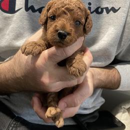 Cavapoo Puppies from SoCal Cavapoos