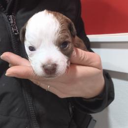 Josie - White and chocolate female Chinese Crested puppy in Frederick, Maryland from Lovable Cresteds