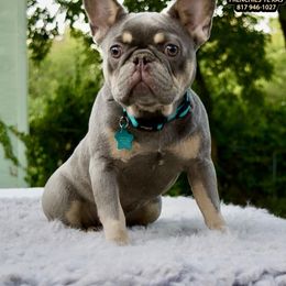 French Bulldog puppies from North Side Frenchies Texas