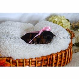 AKC Girl 1 - Black and tan female Cavalier King Charles Spaniel puppy in Resaca, Georgia from Freeman's Royal Cavaliers