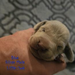 Blue Collar - Silver gray male Weimaraner puppy in Indiana from So-IN Weimaraner's
