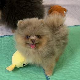 Zane - Lavender male Pomeranian puppy in Newport Beach, California from Exotic City Pomeranians and chihuahuas