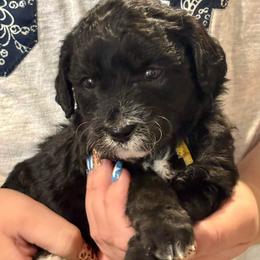 Yellow - Black female Goldendoodle puppy in Holland, Michigan from WAG 52nd