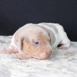 CKC Bramley - Dapple male Dachshund puppy in Christiansburg, Virginia from Little Legs Luxury Dachshunds LLC