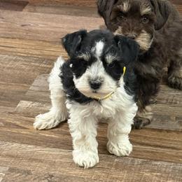 Black Silver Parti yellow collar - Parti male Miniature Schnauzer puppy in Teton County, Montana from East Front Labradors & Treasure State Schnauzers