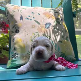 Fernando - Cream male Labradoodle puppy in Camden, North Carolina from Oopsie Doodles of NC