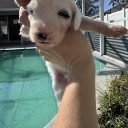 Blue Boy - Brown and white male Sheepadoodle puppy in Kissimmee, Florida from Sunflower Family Farms