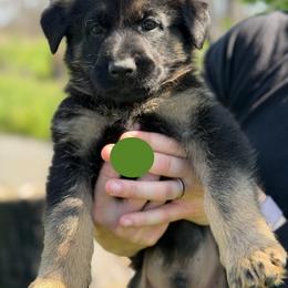Fallout - Black and red male German Shepherd puppy in Medical Lake, Washington from Nine Realms German Shepherds