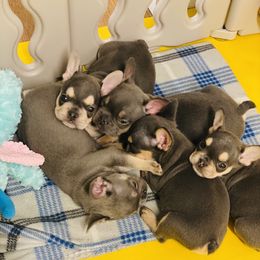 French Bulldog Puppies from Peach Pit Frenchies