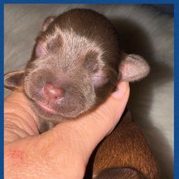 Liver boy - Liver male Miniature Schnauzer puppy in Pflugerville, Texas from K&K Precious Tx schnauzers