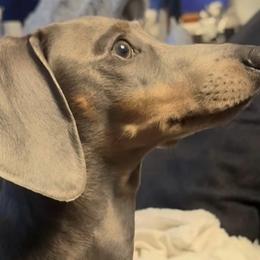AKC- Gubi De Blue - Dachshund