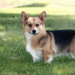 Edgar - Pembroke Welsh Corgi