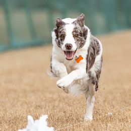 Moxie - Border Collie