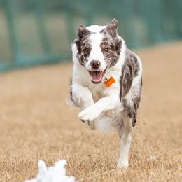 Moxie - Border Collie