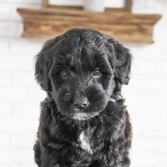 Assorted Doodle Crosses, Bernedoodle, Double Doodle, Goldendoodle, Labradoodle, and Whoodle Puppies from Our Little Farm Life Doodles