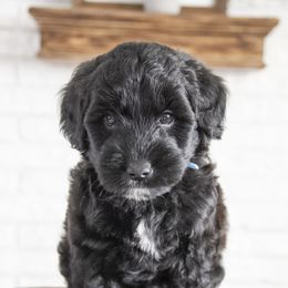 Assorted Doodle Crosses, Bernedoodle, Double Doodle, Goldendoodle, Labradoodle, and Whoodle Puppies from Our Little Farm Life Doodles