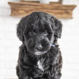 Assorted Doodle Crosses, Bernedoodle, Double Doodle, Goldendoodle, Labradoodle, and Whoodle Puppies from Our Little Farm Life Doodles
