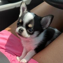 Mr. Beast - Black and tan male Chihuahua puppy in Spring Hill, Florida from Stardom Chihuahuas & CKCS
