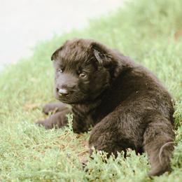 Monica (Purple Collar) - Black female German Shepherd puppy in Mason, Michigan from Sweet Breeze Acres
