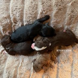 Aussiedoodle puppies from Storyside Kennels