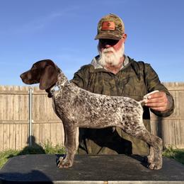 Male 1 - Liver roan male German Shorthaired Pointer puppy in Liberty, Texas from Ashwind kennels