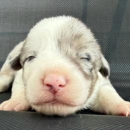 Boy 1 - Blue merle and white male American Corgi puppy in Pioneer, Michigan from Country Corners Corgis