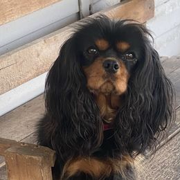 Darling - Cavalier King Charles Spaniel