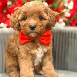 Max - Red male Cavapoo puppy in Apple Valley, California from Fletcher Fuzzy Friends