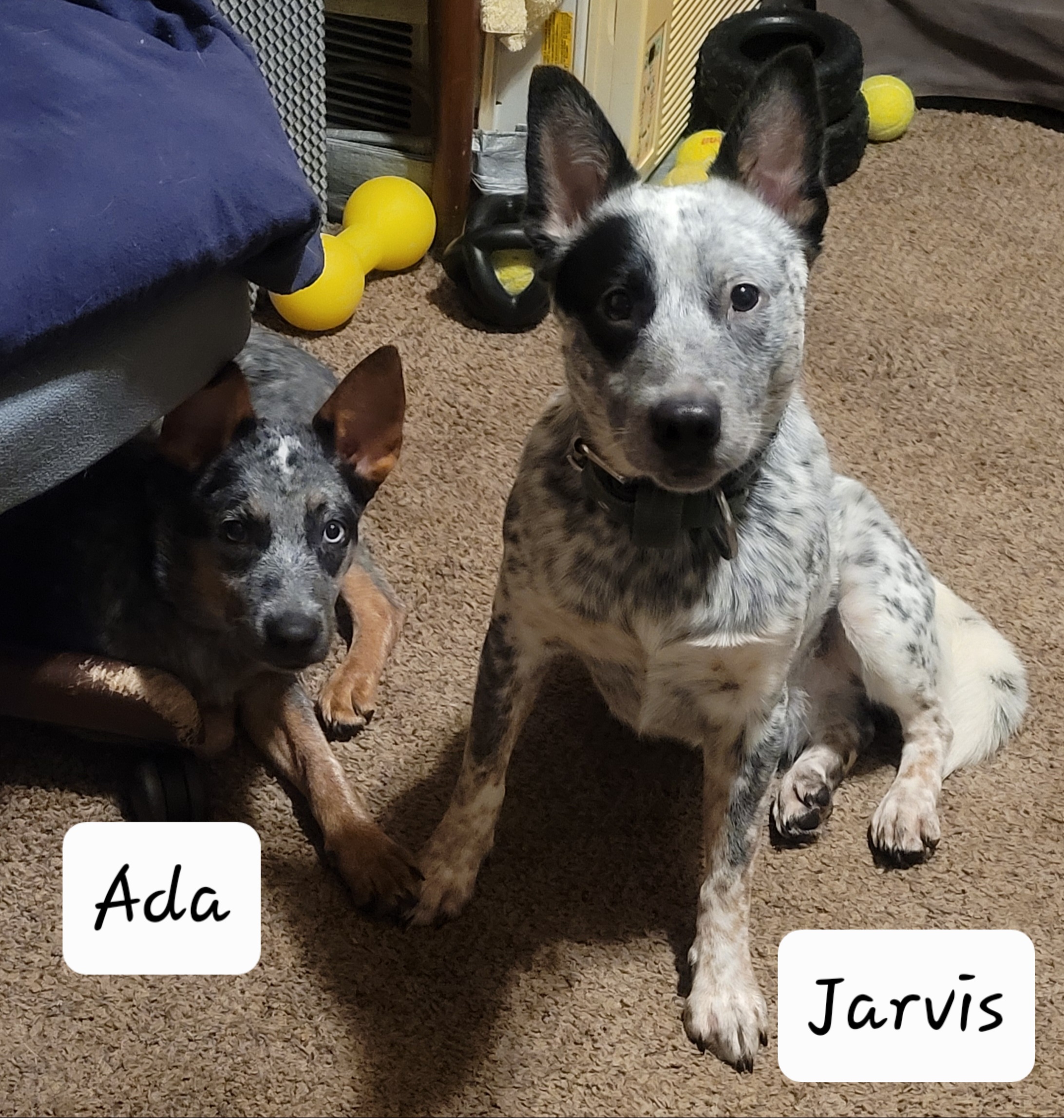 Jar - Australian Cattle Dog