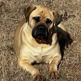 Sahara - Bullmastiff