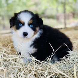 Bess - Black tri female Miniature Australian Shepherd puppy in Luling, Texas from Little Wood Toy and Mini Aussies
