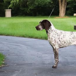 German Shorthaired Pointers from Pebblebrook German Shorthaired Pointers