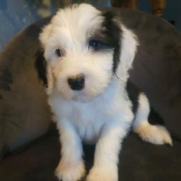 Frieda - Black and white female Sheepadoodle puppy in Farley, Iowa from Iowa's Doodle Co.