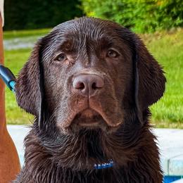 Labrador Retriever puppies from Creek's Edge Labradors