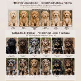 MALE 1ST PICK - Merle male Goldendoodle puppy in Philadelphia, Pennsylvania from Jah’s Retrievers