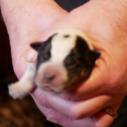 Romeo - Red mottled male Australian Cattle Dog puppy in Buffalo Valley, Tennessee from Buffalo Valley Breeders