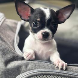 Chihuahua Puppies from Cloud9 Chihuahuas