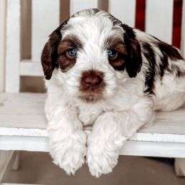 Beignet - Australian Labradoodle puppy from Southern Meadows Doodles